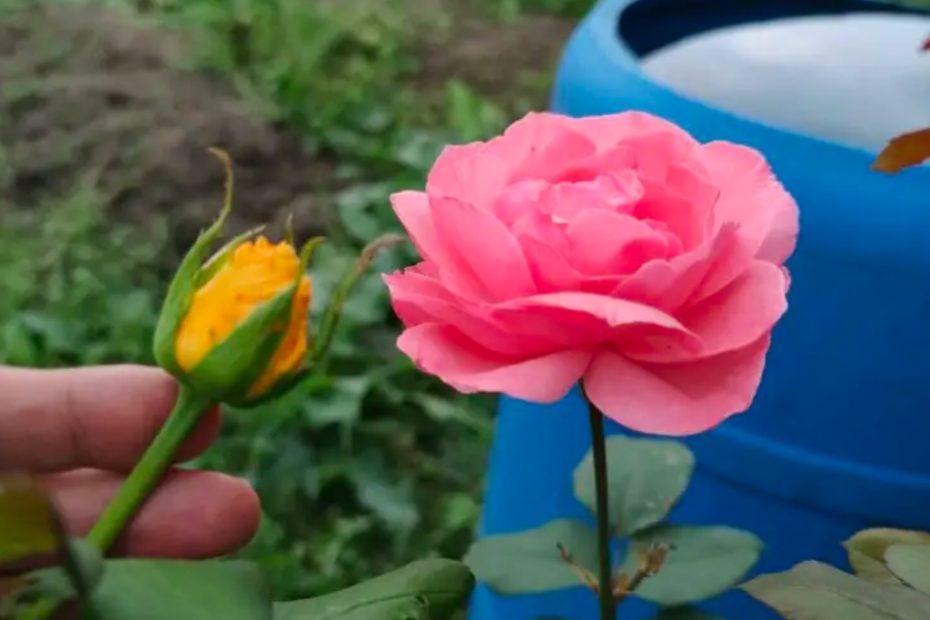 Como enxertar uma rosa em outra variedade o truque finalmente revelado