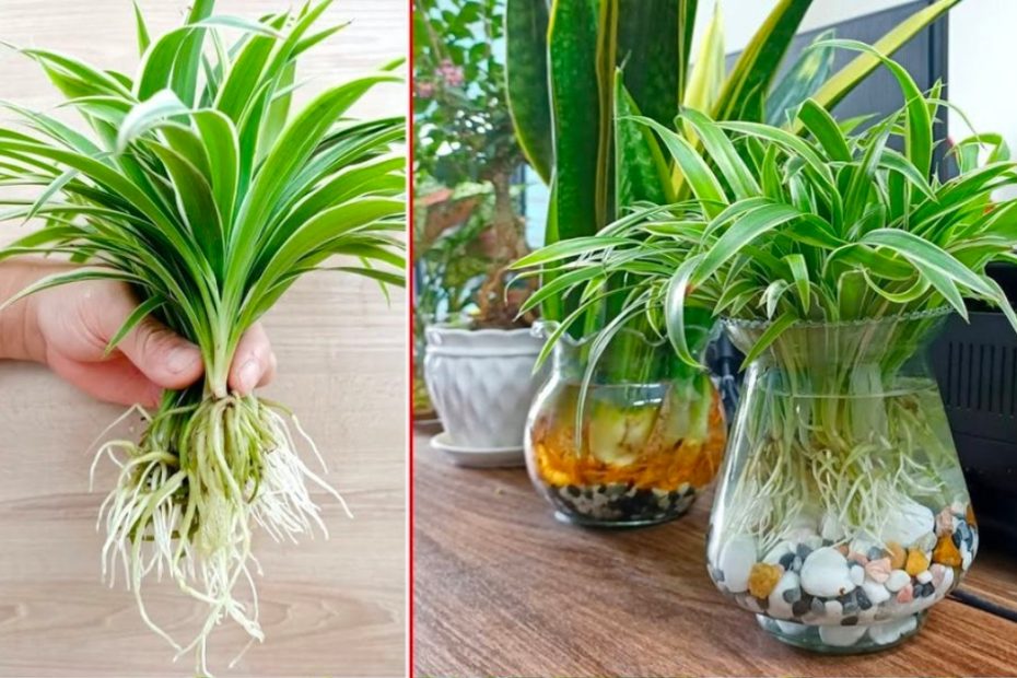 3 plantas que limpam a casa e ajudam a mantê-la limpa